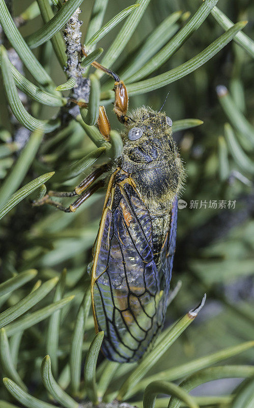血腥的蝉，刚孵化出来爬上树和灌木的欧肯那加。Bodie Hills, Toiyabe国家森林，Mono县，加利福尼亚州